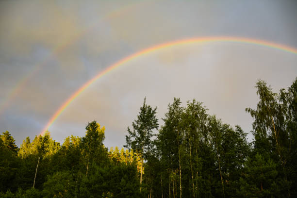 istock Rainbow rose above the green forest 1169377006