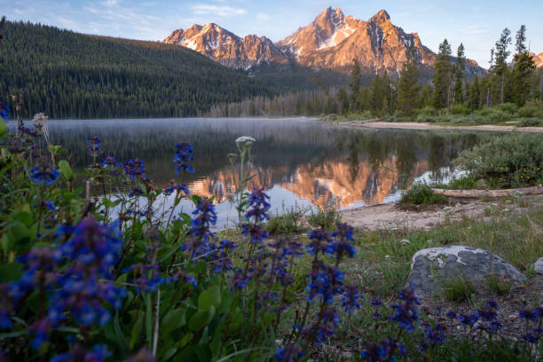Beautiful sunrise at Stanley Lake in the Sawtooth Mountains of Idaho. Reflection in water with wildflowers stock photo