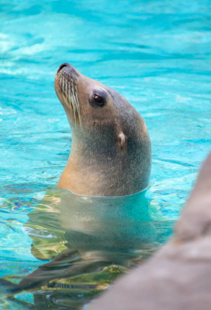 istock Sea lion portrait 1169377306
