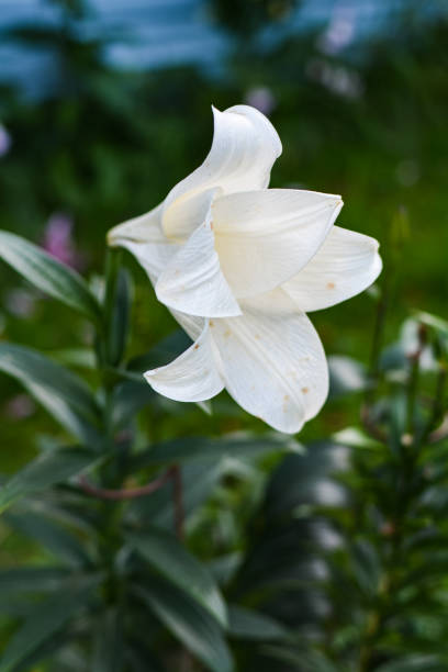 istock Large white flower opened its petals 1169377374