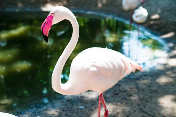 Photo of Pink flamingos on the lake. The concept of animals at the zoo