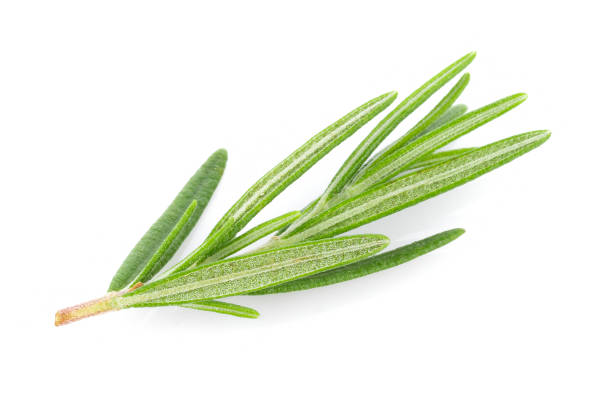 istock Rosemary isolated on white background 1169378563
