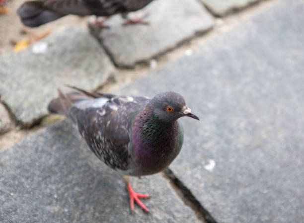 Close-up Photo of a pigeon looking up. Shot in a public park in Stavanger, Norway, the bird is on the ground, looking up. It is standing on a gray slate, and its orange food and blue / purple and gray feathers. It looks curious. The photo has a tight Focus with a narrow depth of fie;d