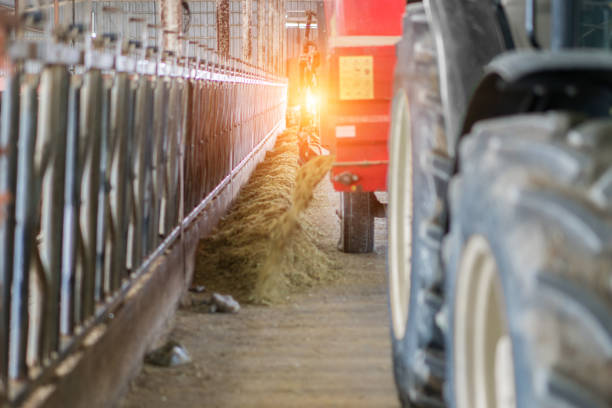 istock Tractor feeding in dairy farm. 1169379673