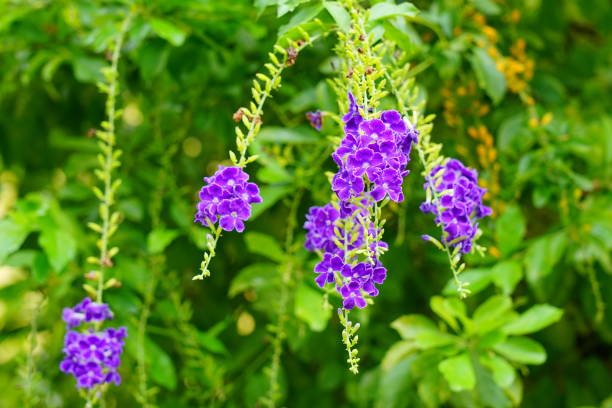 istock Duranta Repens in Golden dewdrop 1169379842