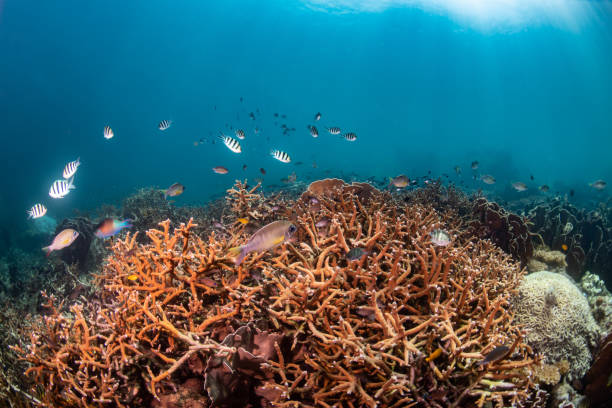 istock coral reef with fish and sun beam under water scene 1169379912