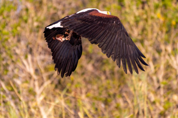 istock Big african fish eagle in the okawango delta of Botswana 1169379952