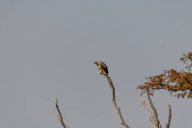 Voltures sitting in a tree in moremi game reserve in Africa in Botswana