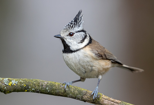 European crested tit perching on a branch.