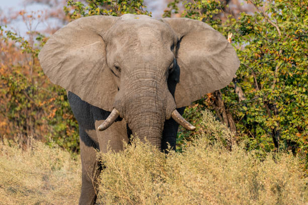 istock Elephants in moremi Game Reserve in Botswana in the okavango Delta 1169381013