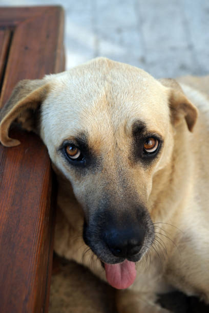 istock Portrait of a stray dog 1169381120
