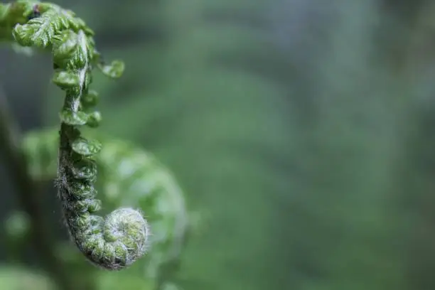 Spiraled fern plant, waiting to bloom against a blurred green nature background on the South Island of New Zealand.