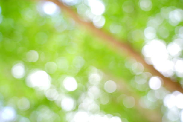 istock Bokeh of nature background 1169381295