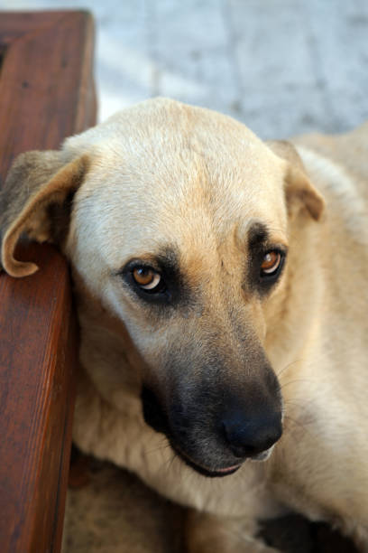 istock Portrait of a stray dog 1169381587