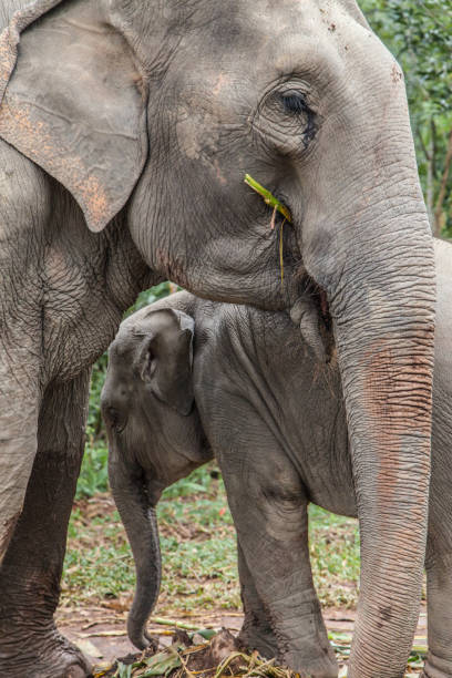 istock Mother with Baby Elephant 1169381617
