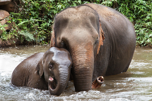 Mother and baby elephant bathing in the river, Mae Wang, Chiang Mai, Thailand.