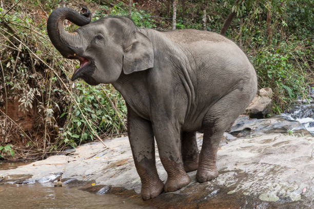 Asian Elephant Trumpeting Asian elephant trumpeting on the river shore, Mae Wang, Chiang Mai, Thailand. asian elephant stock pictures, royalty-free photos & images