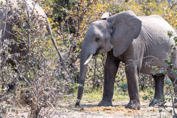 istock Elephants in moremi Game Reserve in Botswana in the okavango Delta 1169382483