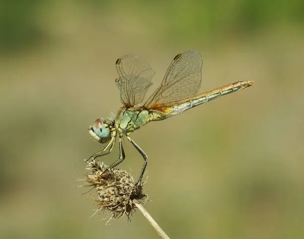 Photo of Red-veined darter