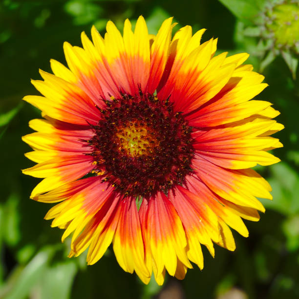 istock Mexican flower, orange and red gradient 1169382877