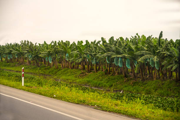 Close up of large banana plantation with fruit protected with sack growing close to the highway.