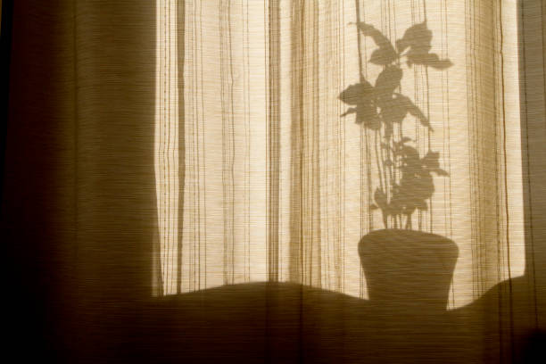 istock Shadow through the curtains on the windows 1169383541