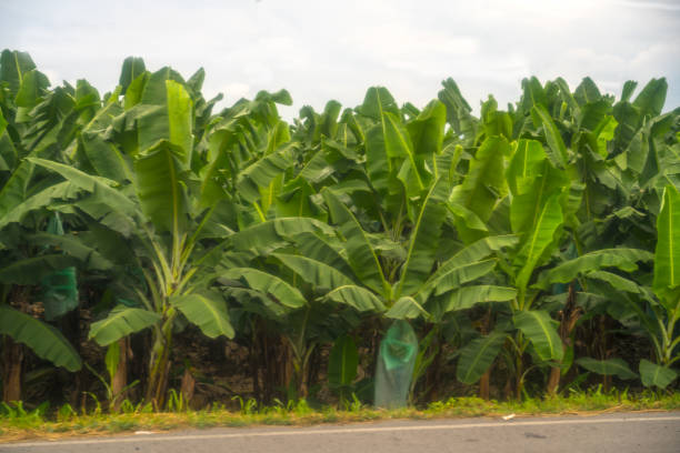 Banana plantation in Ecuador Close up of large banana plantation with fruit protected with sack growing close to the highway. undivided highway stock pictures, royalty-free photos & images