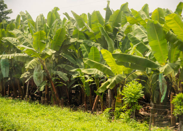 istock Banana plantation in Ecuador 1169383968