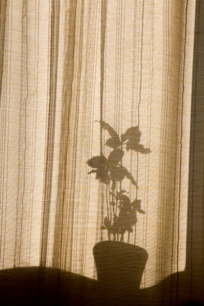 istock Shadow through the curtains on the windows 1169383992