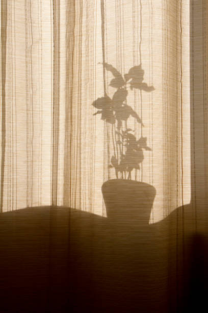 istock Shadow through the curtains on the windows 1169383993