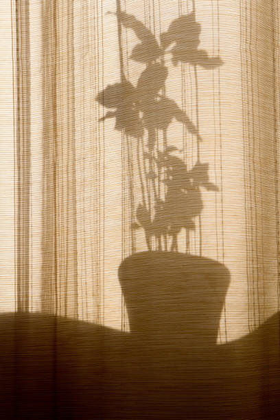 istock Shadow through the curtains on the windows 1169384504
