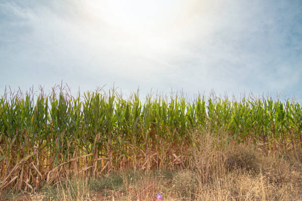 istock The corn in the field 1169385814