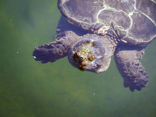 istock Killarney Provincial Park - Snapping Turtle Up Close 1169386196