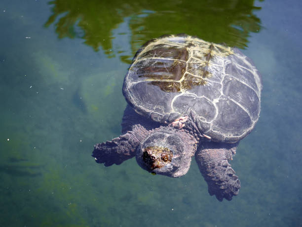 istock Killarney Provincial Park - The Local Turtle 1169386228