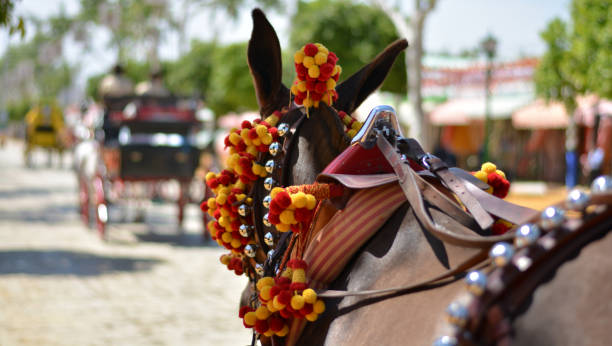 caballos y mulas adornados para fiestas tradicionales españolas - malaga seville cadiz andalusia fotografías e imágenes de stock