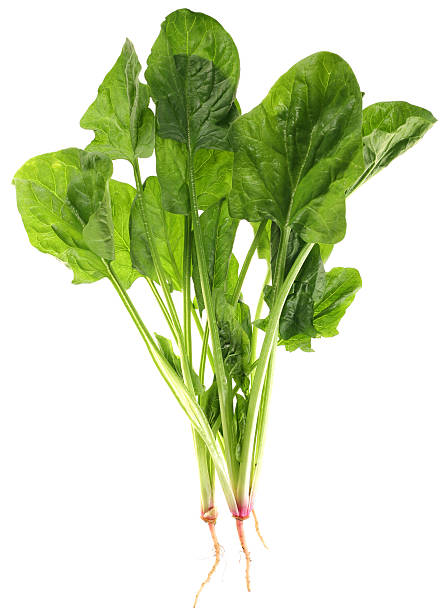 istock Group of spinach leaves on white background 116938712