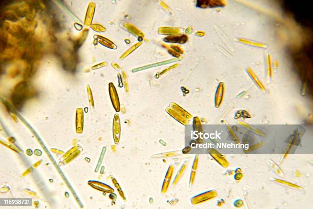 Diatoms Micrograph Stock Photo - Download Image Now - Diatom, Algae, Magnification