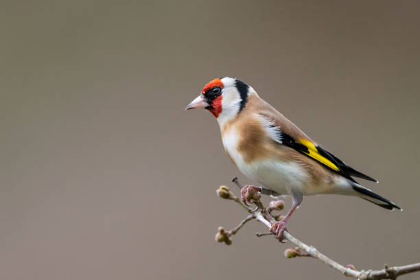 Goldfinch winter profile portrait stock photo