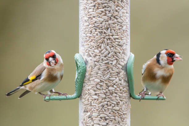 Photo of Two golfinches seed feeder