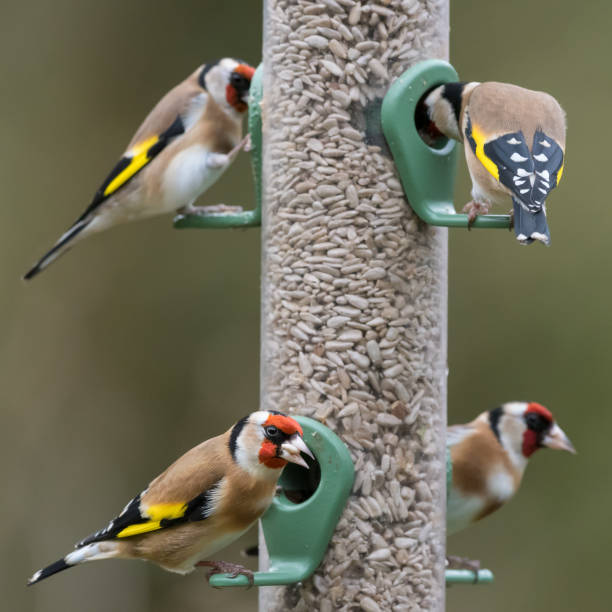 istock Four goldfinches seed feeder 1169388047