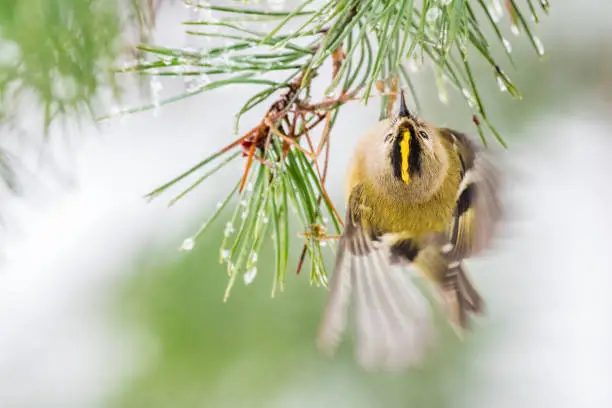 Goldcrest (Regulus regulus) hanging from pine needles with wing movement motion blur. Wales, UK. December