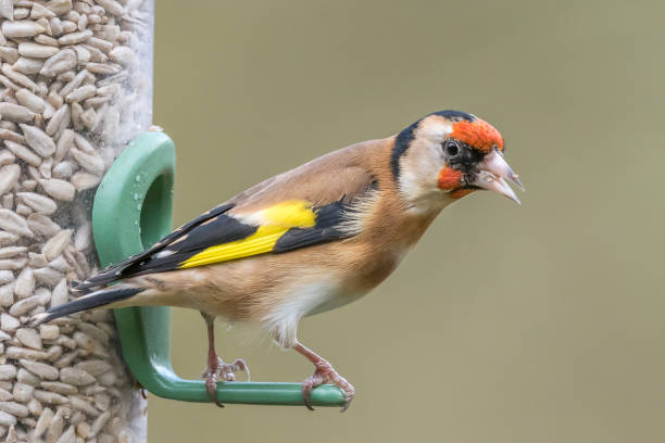 Goldfinch sunflower seed feeder