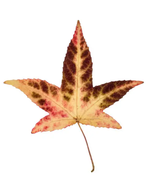 Japanese maple (Acer Palmatum) leaf isolated on a white background. Beige, red and brown coloration. Devon, October