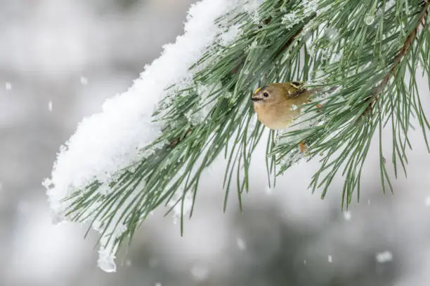 Photo of Goldcrest under snow