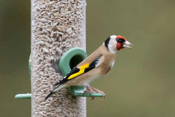 istock Goldfinch feeder portrait 1169388320