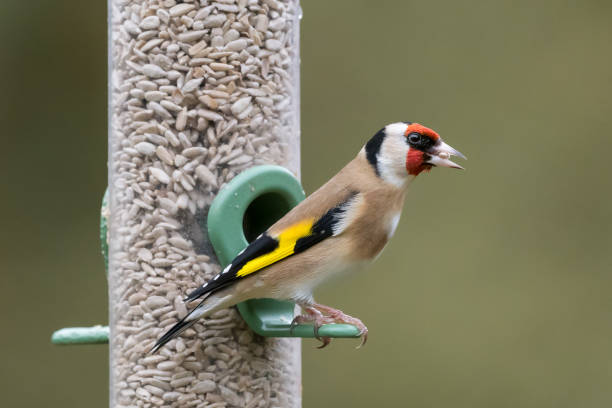 Goldfinch feeder portrait stock photo
