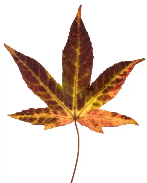 Japanese maple (Acer Palmatum) leaf isolated on a white background. Brown yellow and red coloration. Devon, October