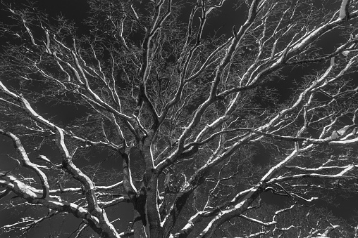 Monochrome Winter tree canopy with snow covered branches. High contrast. Wales, UK, December