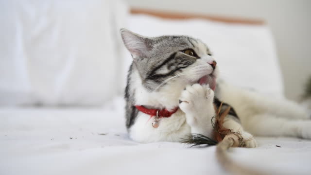 Cat licking his paw and playing feather on white bed