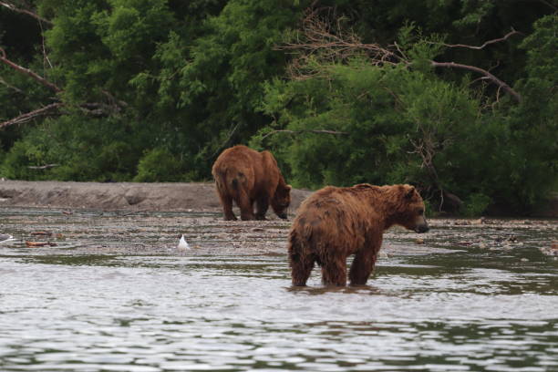 istock Kamchatka brown bear at Kuril Lake, Kamchatka 1169391571